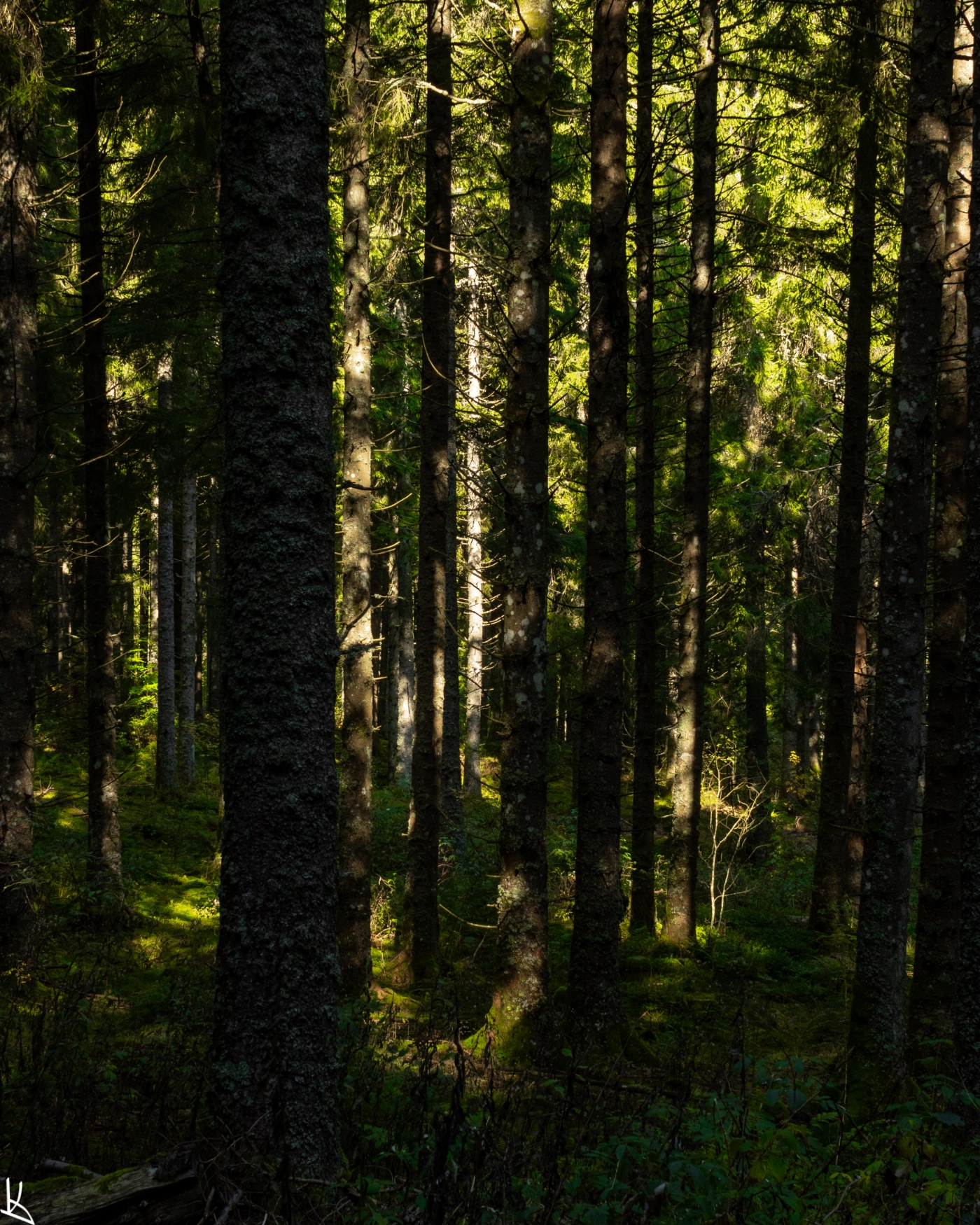 Forêt de la montagne des Fraux